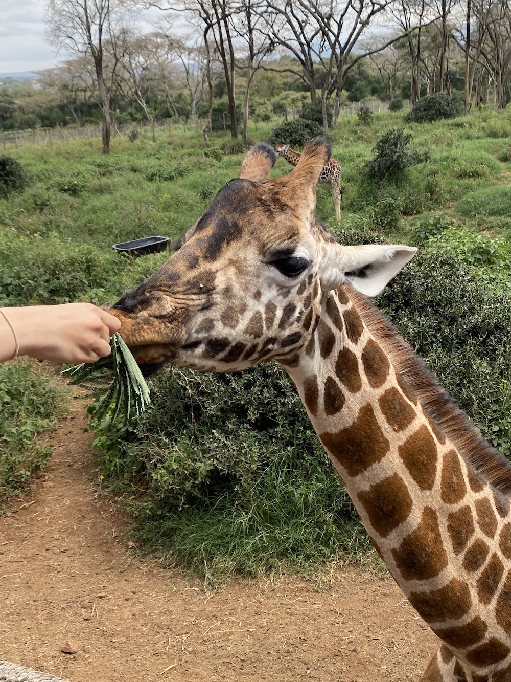 a giraffe eats leaves from someone’s hand /images/2023/giraffe.jpg